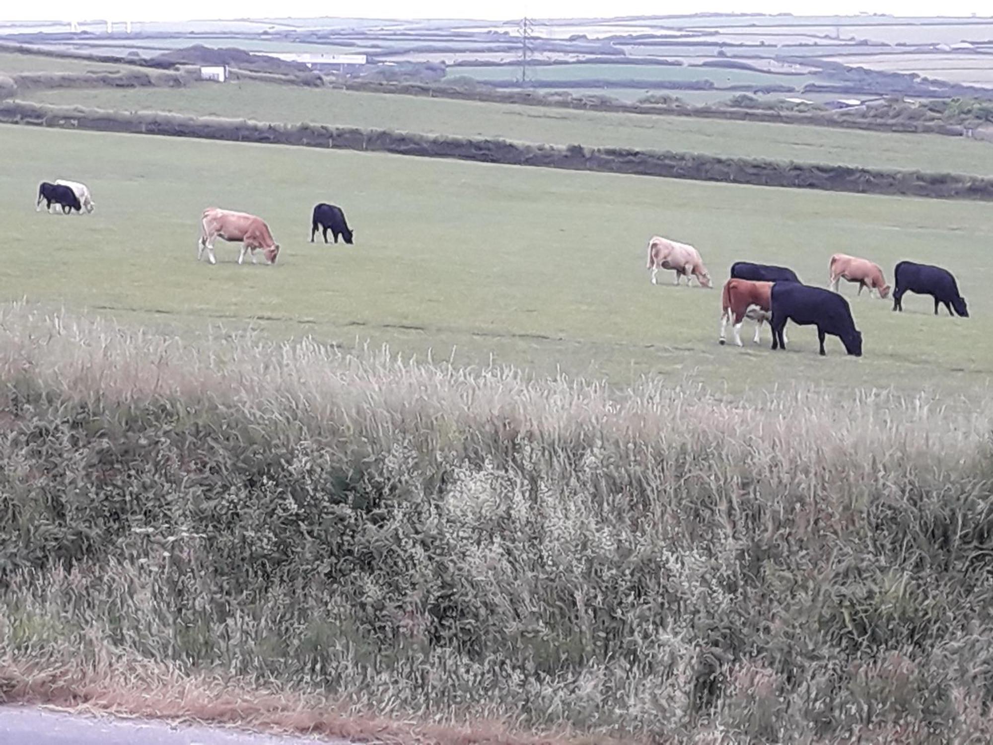Bed and Breakfast Melorne Farm Camelford Esterno foto