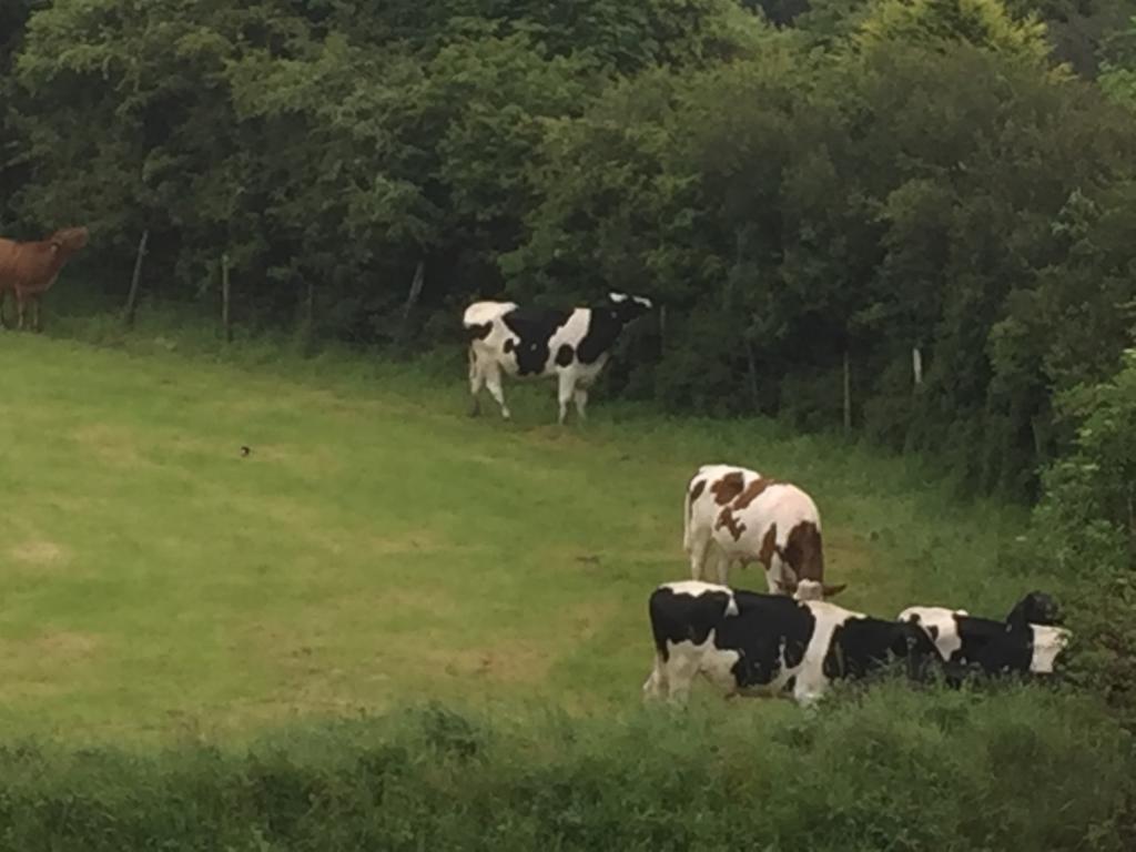 Bed and Breakfast Melorne Farm Camelford Esterno foto